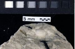 Foto (Detailansicht) von Goniodromites bidentatus (Reuss, 1858) (NHMW-GEO-1990-0041-0124)